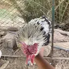 ديك عربي شوكي