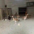 ديق الباكستاني سندي ماشالله بيور دم