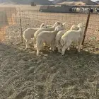 طليان مناسبات للبيع