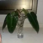 زرع منزلي داخلي بأسعار منافسة