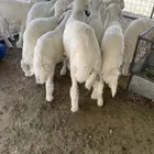 بهم حري الدوادمي