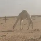للبيع حاشي بري طيب على حليب امه
