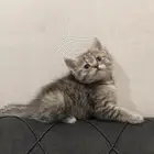 سكوتش ستريت