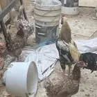 دجاج بياض