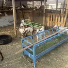 جفار العدد6 العمر7اشهر شي نظيف مولده عندي من حلالي