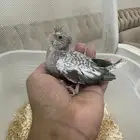 فرخ كروان يقبل الغر ساحبه لي كم يوم شي جميل
