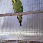 أنثى بادجي دم إنجليزي