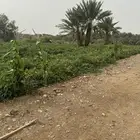 يتوفر لدي 50 كرتون طماطم طماطم بلدي ومن المزرعه