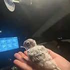 فروخ كنيور يلو سايد وا كنيور تركواز سينامون