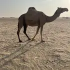 نياق للبيع