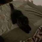 للتبني