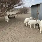 خرفان جبره فاخره