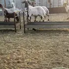 خروف نعيمي جرم طيب الجعيمه