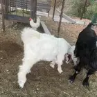 تيس عمر 4 شهور مغلق شحم