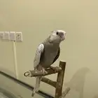 كروان اليف جدا تم البيع