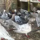 حمام مصري