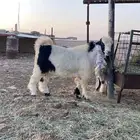 للبيع تيس اربد صنف