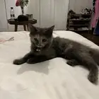 قطوه تبني