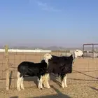 شياه نعيميه ونجديه مواليد