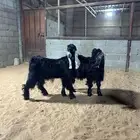 تيوس عوارض ناهيه زبده