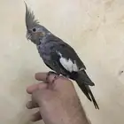 للبيع كروان اليف