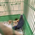 طير روز غير اليف للانتاج ورجله معاقة من الولادة