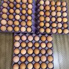 بيض لوهمان براون مخصب