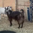 (تم البيع تم البيع )