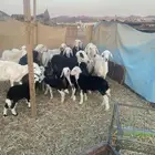 ضان نجد حبص ولد
