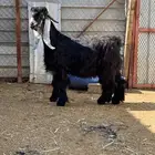 جذع عارضي فاخر