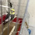 ذكر كوكتيل للبيع