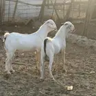 تيوس مشاريع فحول توائم