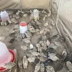للبيع صوص سمان