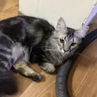 قط للتبني
