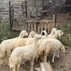 رخال طيبه جدا للبيع تاسيس مراح