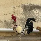 اللبيع ديك هندي