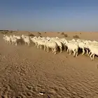 غنم حريات حرش مراح 50 راس بالفحل