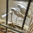 جوز روز عيون حمر