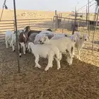 بريدة الطرفيه
