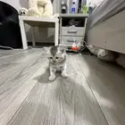 قطه سكوتش
