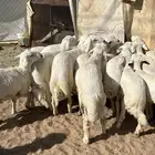 بهم فواخر تم البيع