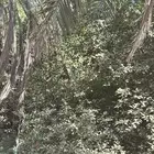 للبيع ثمره ليمون ابو زهيره