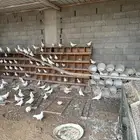 حمام لاحم فرنسي ابيض
