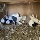 للبيع زوج حمام رقاص هولندي مكتف