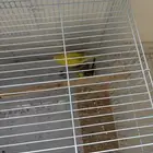 طيور الحب جوز وذكر