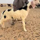 طلي نجدي معرف
