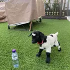 ماعز قزمي