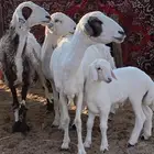 حريات خصم الخصم خلفات