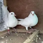 حمام فرنسي