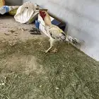 ديك حجازي